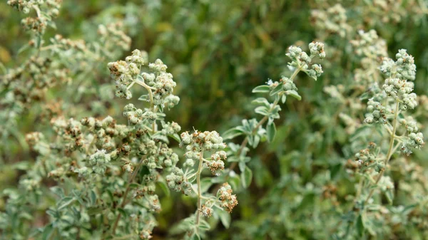 Čerstvé Oregano Zahradě — Stock fotografie