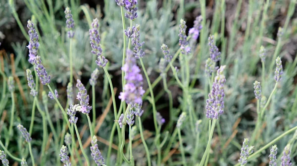 Lavendel Veld Zonlicht — Stockfoto