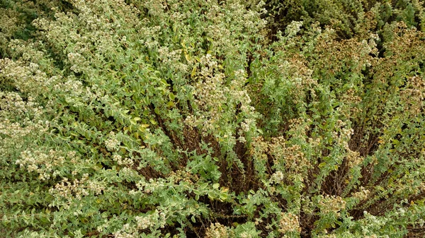 Origano Selvatico Che Cresce Giardino Oregano Segno — Foto Stock