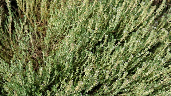 在草本植物花园里生长的苔藓 — 图库照片