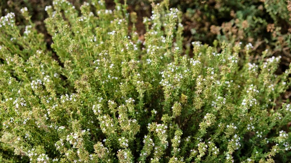 Planta Tomillo Creciendo Jardín Hierbas — Foto de Stock