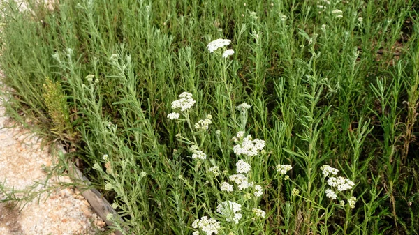 Nature Été Fleurs Sauvages Dans Les Prairies Achillea Millefolium Fil — Photo