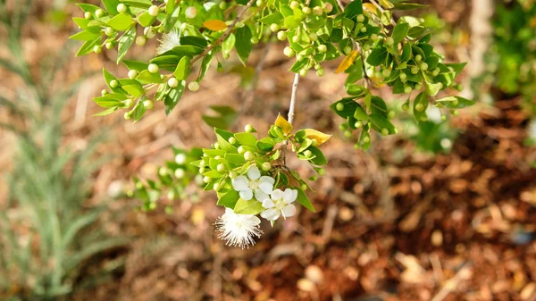 Myrtus Plantae Eudicots Rosids 도금양목 Myrtaceae — 스톡 사진