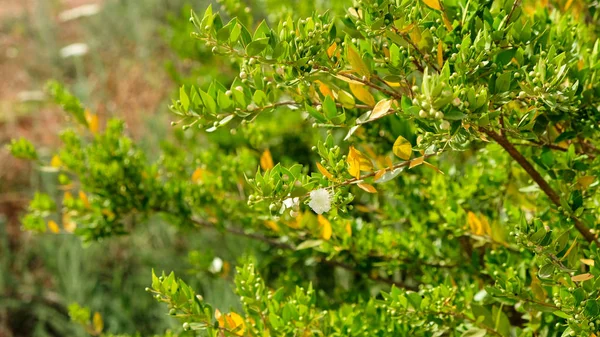 Mirto Mirto Plantae Angiospermas Eudicots Rosids Myrtales Myrtaceae —  Fotos de Stock