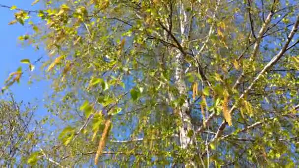 暖かい青空に向かう風に揺れる白樺の芽と柔らかい緑の葉を持つ春 — ストック動画