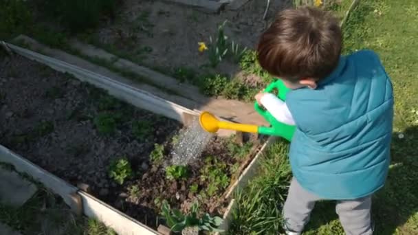 En un día soleado un niño está regando lata del jardín un pequeño jardín. El niño está muy feliz y sonriente. — Vídeo de stock