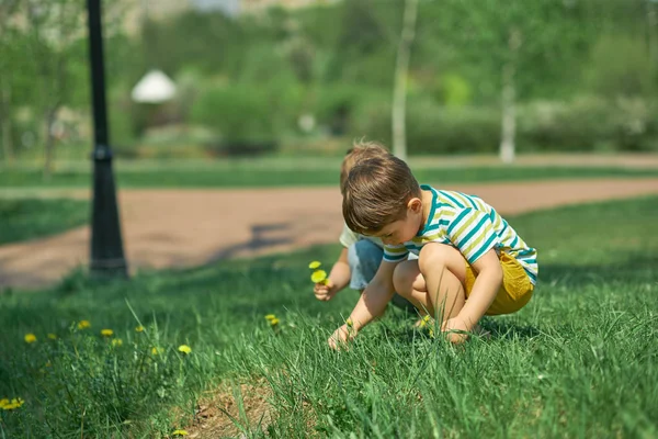 Menino pequeno brincando na floresta de primavera, pegando flores amarelas de dentes-de-leão . — Fotografia de Stock