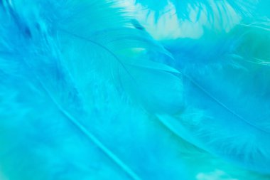 Yeşil turkuaz ve mavi renk trendleri tüy doku arka plan, Açık turuncu