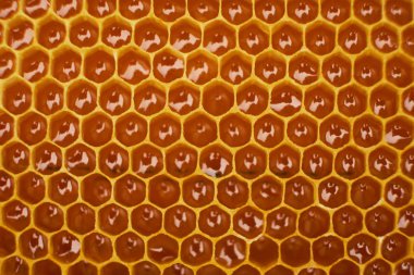 altın bal ile dolu bir arı kovanı balmumu petek bir bölümünün desen. Arka plan dokusu