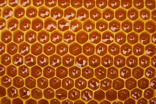 金色の蜂蜜で満たされた蜂の巣からワックスハニカムのセクションのパターン。背景テクスチャ — ストック写真