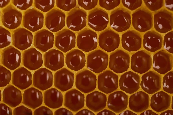 El patrón de la sección del panal de cera de la colmena de abejas rellena de la miel dorada. Textura de fondo — Foto de Stock