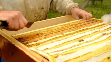 yavaş çekim. Arıcı bal topluyor. arıcı, arı dolu bir petek tutuyor. apiary de petek çerçeve inceleyen koruyucu iş kıyafeti.