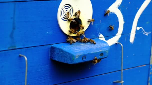 Slow-motion-video. Bina cirklar runt Hive och sätta den färska blommiga nektar och blomma pollen inuti Hive. Bigården. — Stockvideo