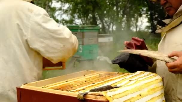 Slow motion. Biodlare skörd honung. biodlare som håller en honungskam full av bin. Skyddande arbetskläder inspekterar Honeycomb Frame på bigården. — Stockvideo