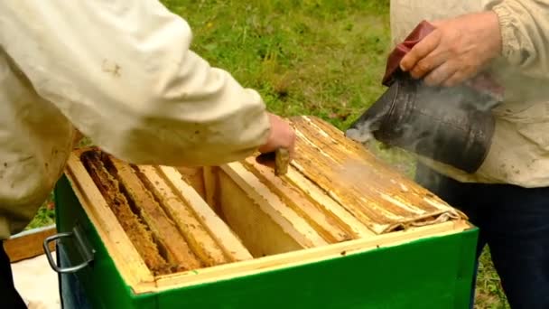 Slow motion. Biodlare skörd honung. biodlare som håller en honungskam full av bin. Skyddande arbetskläder inspekterar Honeycomb Frame på bigården. — Stockvideo