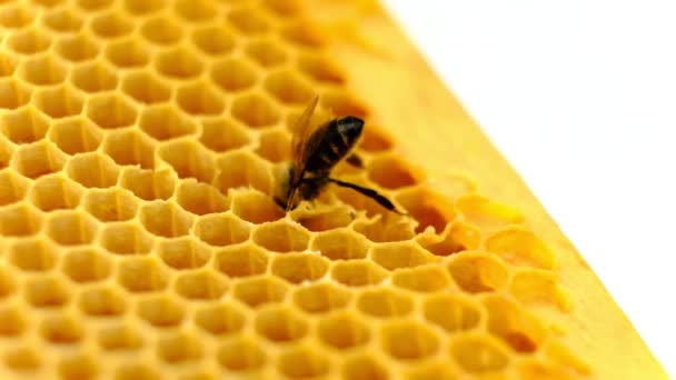 Peigne de miel. Fragment d'imitation en nid d'abeille plastique. Contexte abstrait . — Video