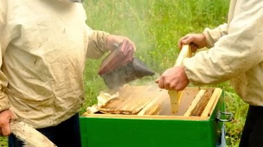 yavaş çekim. Arıcı bal topluyor. arıcı, arı dolu bir petek tutuyor. apiary de petek çerçeve inceleyen koruyucu iş kıyafeti.