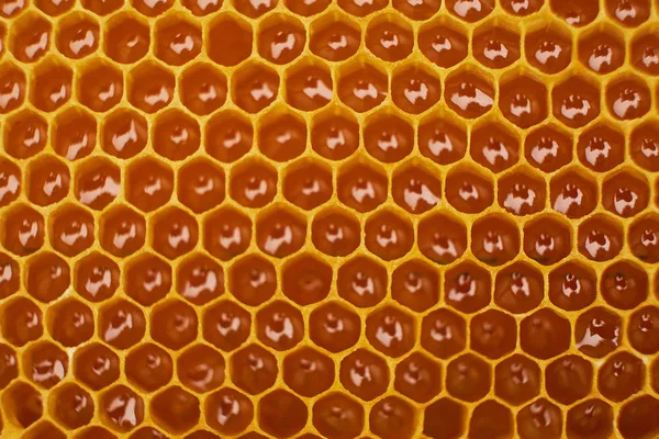 El patrón de la sección del panal de cera de la colmena de abejas rellena de la miel dorada. Textura de fondo — Foto de Stock