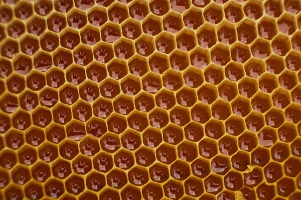 El patrón de la sección del panal de cera de la colmena de abejas rellena de la miel dorada. Textura de fondo — Foto de Stock