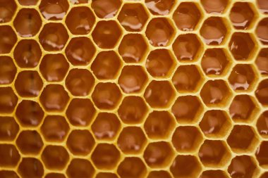 altın bal ile dolu bir arı kovanı balmumu petek bir bölümünün desen. Arka plan dokusu