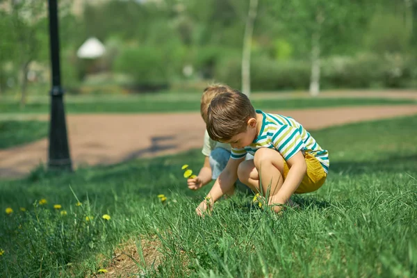 Kisfiú játszik a tavaszi erdőben, szedés sárga pitypang virágok. — Stock Fotó