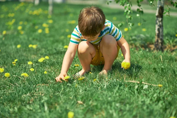 Menino pequeno brincando na floresta de primavera, pegando flores amarelas de dentes-de-leão . — Fotografia de Stock