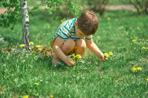 Small boy playing in spring forest, picking yellow dandelions flowers. — Stock Photo, Image