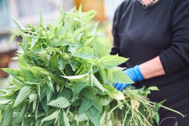 Koruma eldivenleriyle taze ısırgan yaprakları toplayan kadın. Isırgan otu arka planda kalıyor.