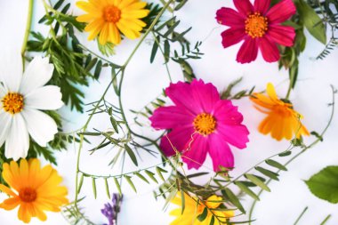 Çiçek kompozisyonu. Beyaz arka planda çeşitli renkli çiçekler. Düz yerde, üst tarafta. sarı ve kırmızı kır çiçekleri.