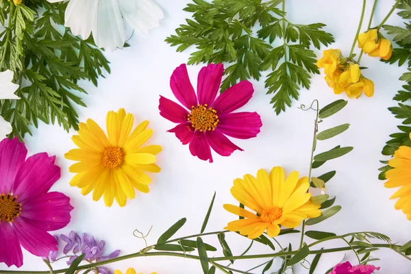 Çiçek kompozisyonu. Beyaz arka planda çeşitli renkli çiçekler. Düz yerde, üst tarafta. sarı ve kırmızı kır çiçekleri.
