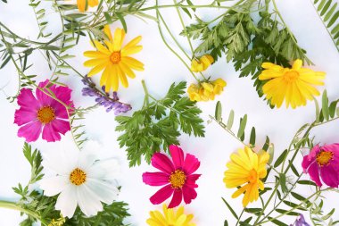 Çiçek kompozisyonu. Beyaz arka planda çeşitli renkli çiçekler. Düz yerde, üst tarafta. sarı ve kırmızı kır çiçekleri.