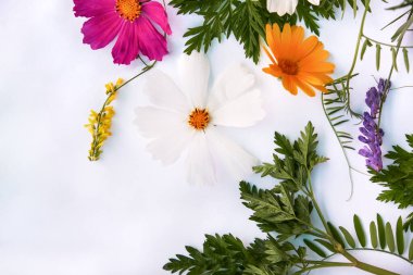 Çiçek kompozisyonu. Beyaz arka planda çeşitli renkli çiçekler. Düz yerde, üst tarafta. sarı ve kırmızı kır çiçekleri.