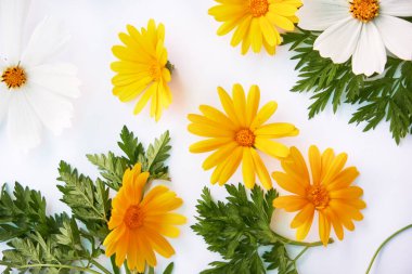 Çiçek kompozisyonu. Beyaz arka planda çeşitli renkli çiçekler. Düz yerde, üst tarafta. sarı ve kırmızı kır çiçekleri.