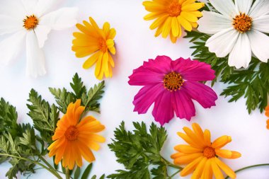 Çiçek kompozisyonu. Beyaz arka planda çeşitli renkli çiçekler. Düz yerde, üst tarafta. sarı ve kırmızı kır çiçekleri.