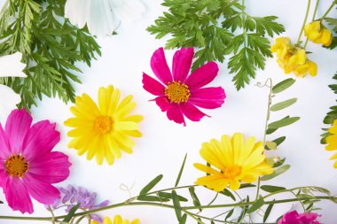 Çiçek kompozisyonu. Beyaz arka planda çeşitli renkli çiçekler. Düz yerde, üst tarafta. sarı ve kırmızı kır çiçekleri.