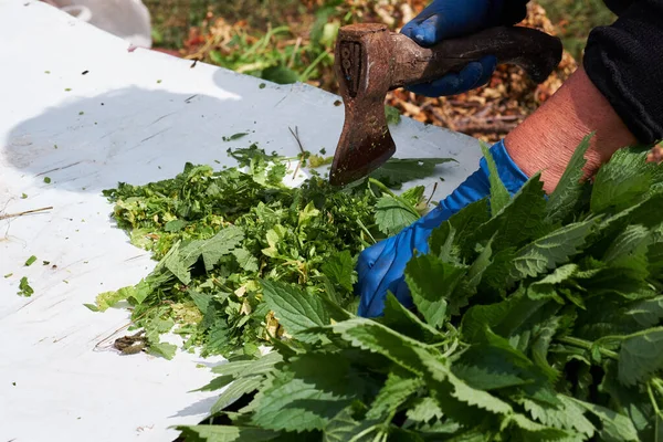 Mulher corta urtigas selvagens para alimentar galinhas. vitaminas para o gado . — Fotografia de Stock