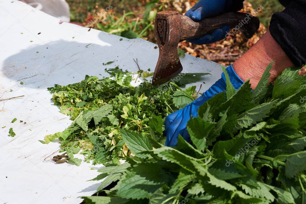 woman cuts wild nettles for feeding hens. vitamins for livestock.