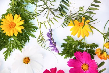 Çiçek kompozisyonu. Beyaz arka planda çeşitli renkli çiçekler. Düz yerde, üst tarafta. sarı ve kırmızı kır çiçekleri.