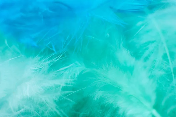 Green turquoise and blue color trends chicken feather texture background Stock Photo