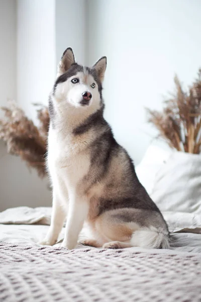 Husky-Hund zu Hause im Bett der Besitzerin. — Stockfoto