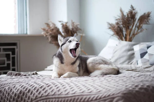 Husky hond thuis in het bed van de eigenaar. — Stockfoto