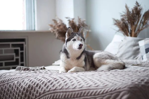 Sahibinin yatağında Husky köpeği var.. — Stok fotoğraf