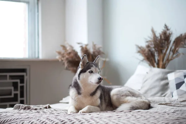 Sahibinin yatağında Husky köpeği var.. — Stok fotoğraf