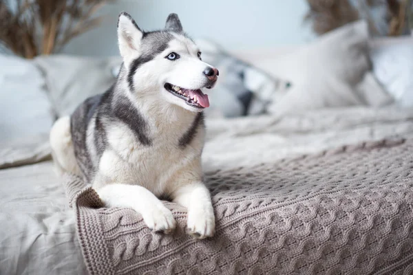 Husky hond thuis in het bed van de eigenaar. — Stockfoto