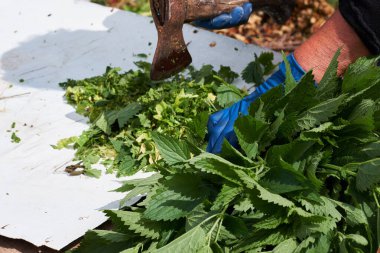 kadın yabani ısırgan otlarını keser. hayvancılık için vitaminler.