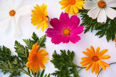 Çiçek kompozisyonu. Beyaz arka planda çeşitli renkli çiçekler. Düz yerde, üst tarafta. sarı ve kırmızı kır çiçekleri.