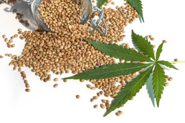 Kenevir ürünü konsepti. Beyaz arka planda izole edilmiş esrar ve yeşil bitki tohumları