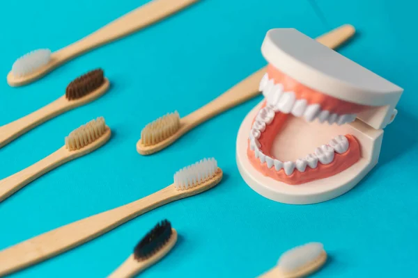 Modelo de dentes brancos com escovas de dentes de madeira no fundo azul. para a saúde dentária. Conceito de dia de dentista. espaço de cópia para texto . — Fotografia de Stock