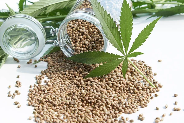 大麻产品的概念。从白色背景分离出来的大麻籽和绿色植物 — 图库照片