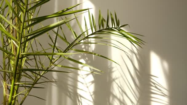 Утреннее солнце освещает комнату, накладывается тень. Прозрачная тень тропических листьев. Абстрактный тень на фоне падающей на белую стену ветки деревьев из натуральной листвы — стоковое видео